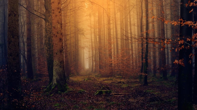 Dreamlike Yielding
