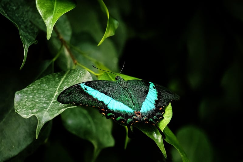 Enchanted Vine